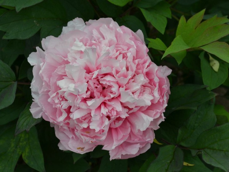 Mme. Victor Gillier