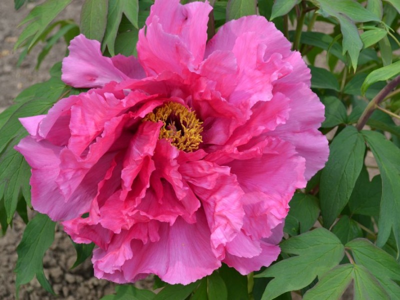 Rumpled Rose Ruffles