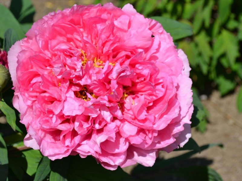 Wilhelmine