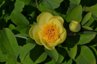 P. mlokosewitschii