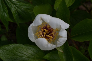 P. wittmanniana