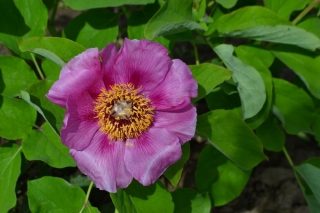 P. mascula