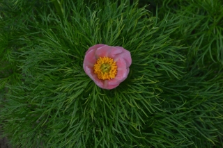 P. tenuifolia rosea