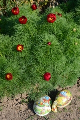 Paeonia tenuifolia Ostern