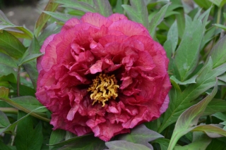 Stawberry Delight