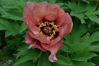 Saemling lutea-Hybrid