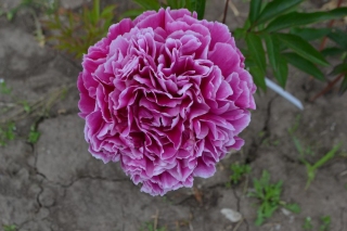 Saemling lactiflora rot mit weißen Rändern