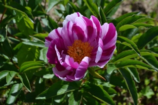 Saemling lactiflora lila mit weißen Streifen