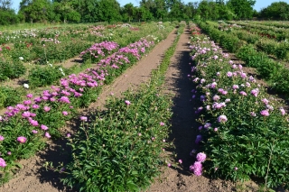 Feld