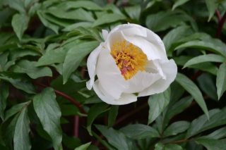 Paeonia clusii